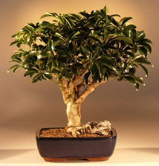 Hawaiian Umbrella Bonsai Tree Large Arboricola Schefflera Luseanne 14-16