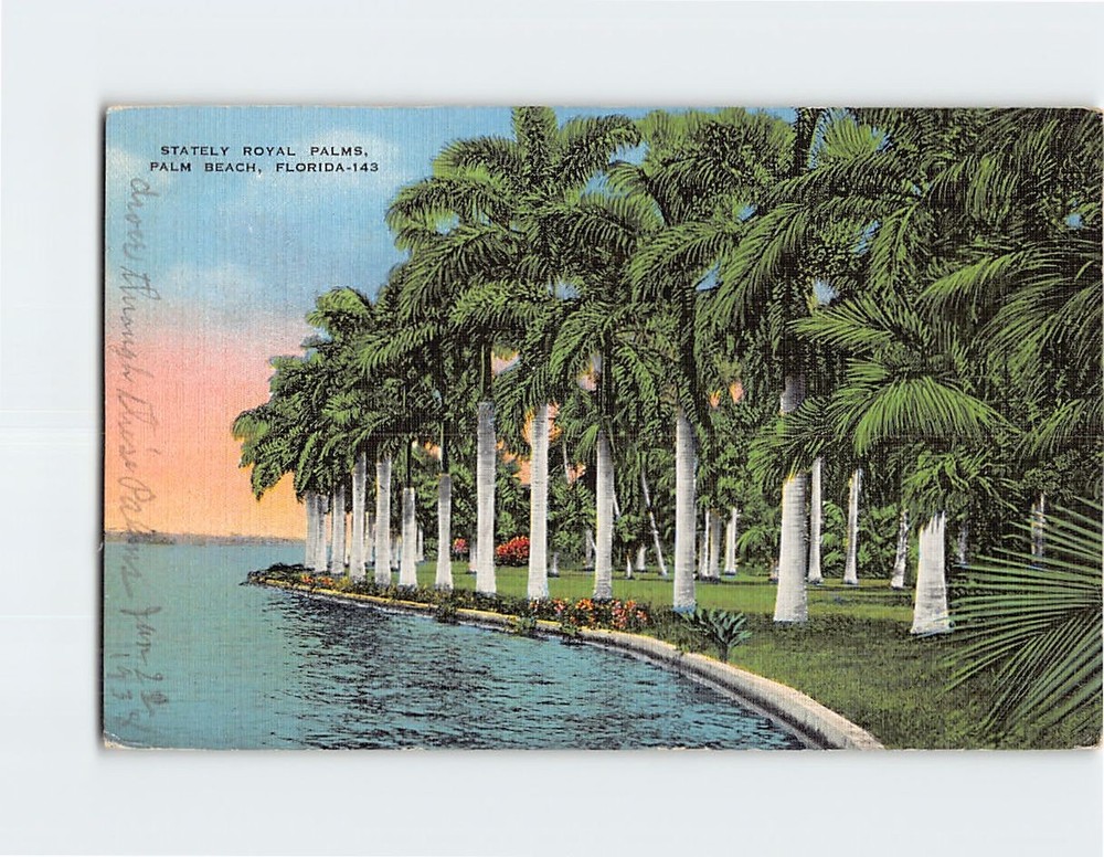 Postcard Stately Royal Palms Palm Beach Florida USA