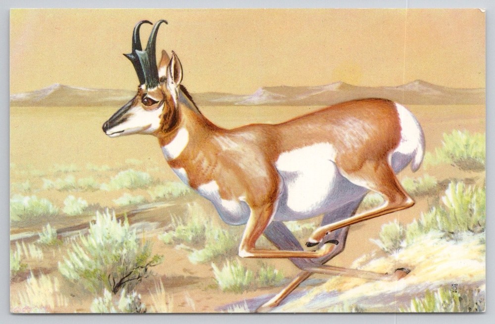 1958 Pronghorn Antelope Maynard Reece Wildlife Art Postcard Unposted