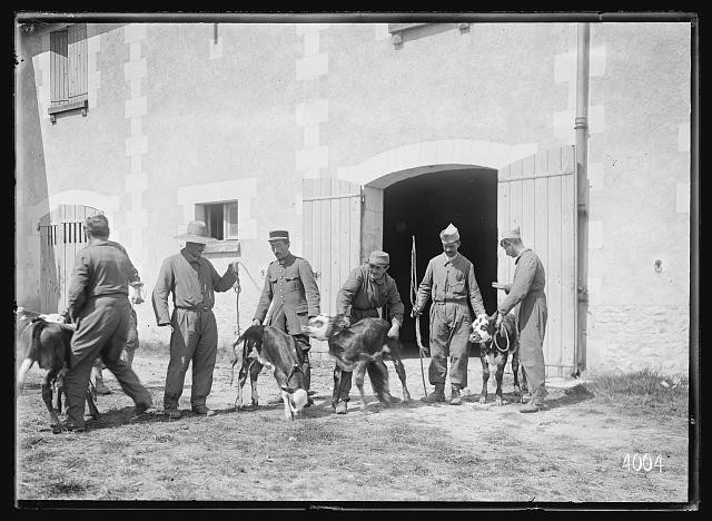 Chenonceaux France 1918 Chateau du Courbat Calf Judging Farm Red Cross