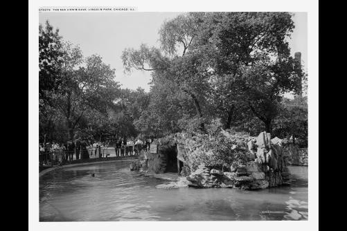Sea lion's cave,zoo,Lincoln Park,Chicago,Illinois,IL,Detroit Publishing Co,1910