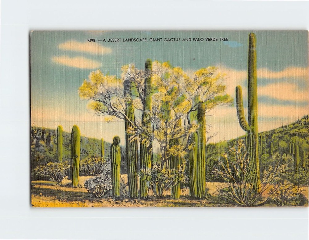 Postcard A Desert Landscape Giant Cactus and Palo Verde Tree USA North America
