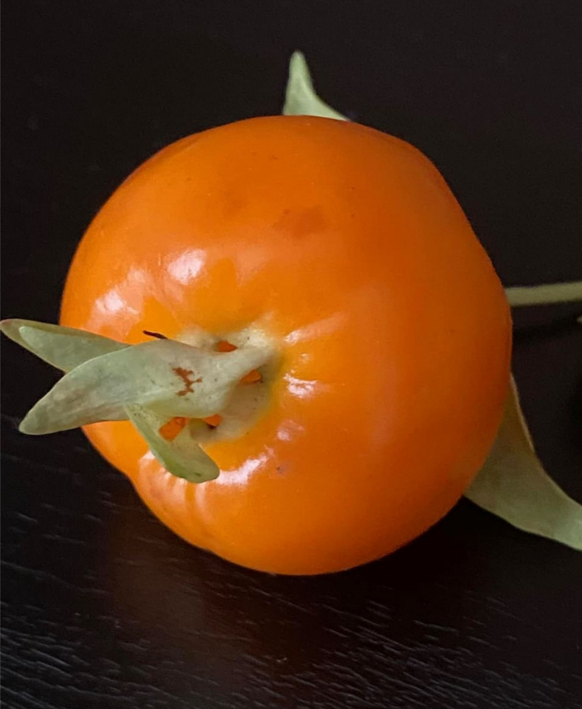 Eugenia aff Minutifolia 