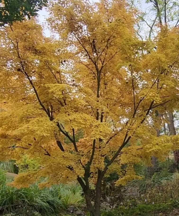 Coral Bark Japanese maple Acer Palmatum 'Sangu-kaku' ***LIVE***-image