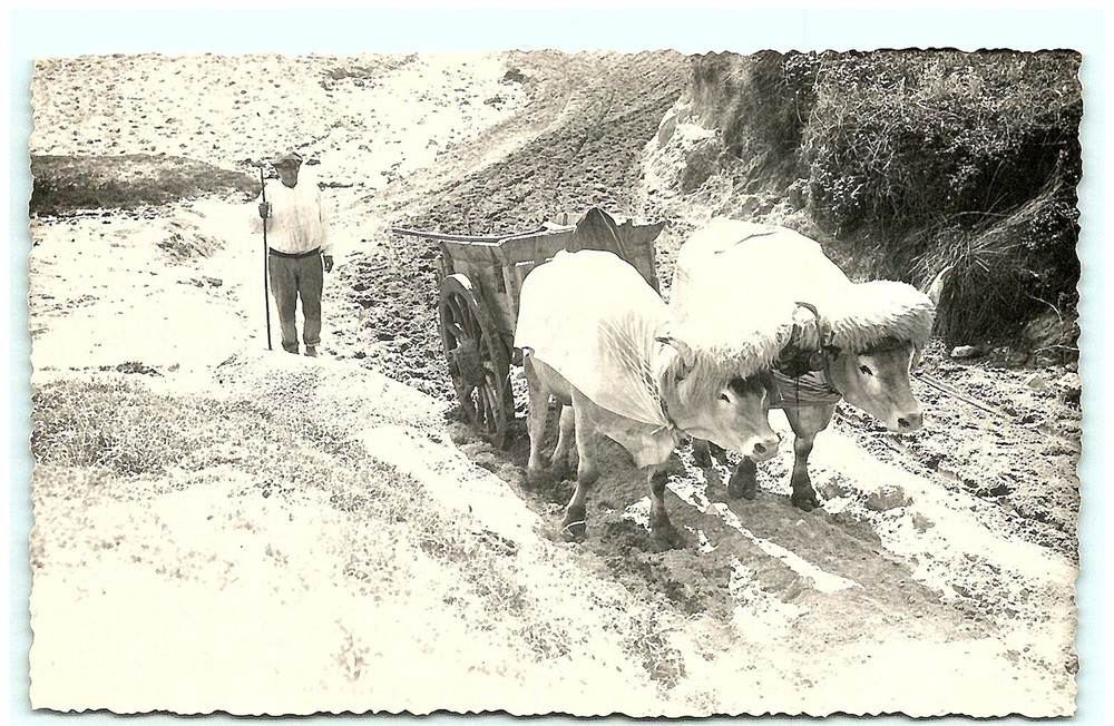 Early 1900s Cattale Dragging Cart Real Photo Postcard S02-0040