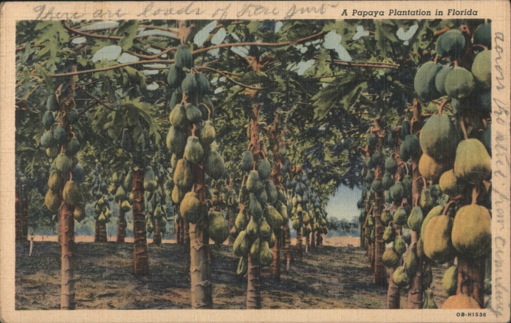 Bradenton, Florida FL Papaya Plantation Teich 1941 FLA Original Vintage Postcard