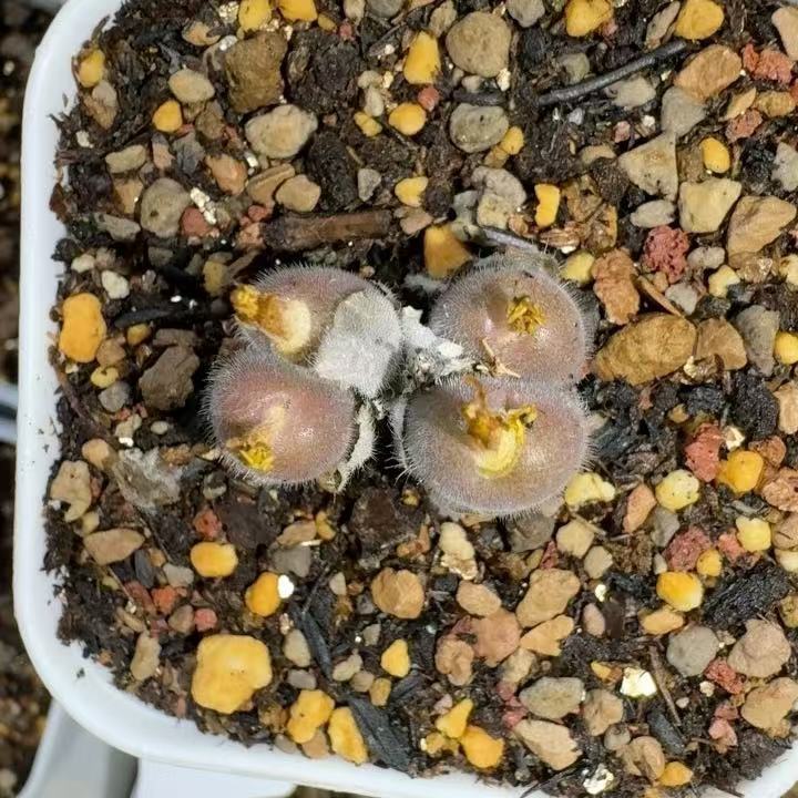 4Heads Succulent Live Plant Lithops Conophytum stephanii ssp helmutii WYSIWYG