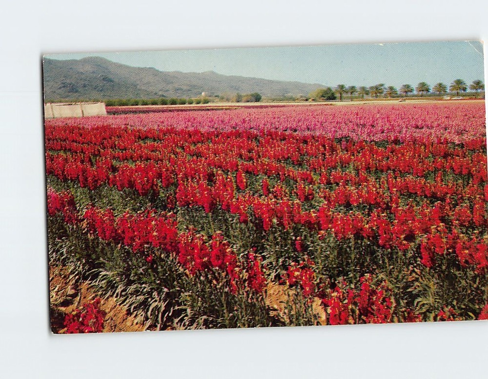 Postcard South Mountain Flower Gardens Phoenix Arizona USA