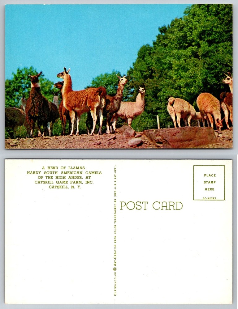 Vintage Catskill Game Farm Postcard Herd of Llamas NY Curteichcolor Chrome