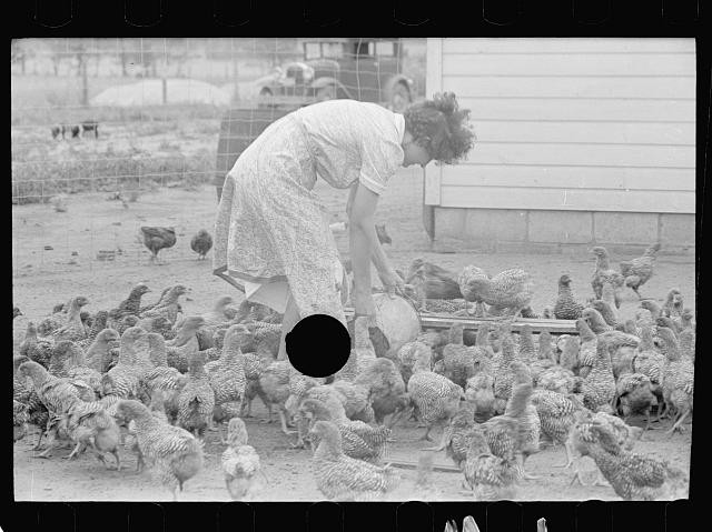 Photo:Farm Woman Feeding Chickens 1930s Rural Poultry Scene