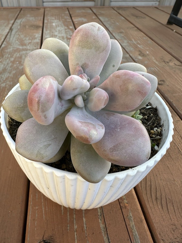 Moonstone Succulent 10 “ Pot Fully Rooted With New Growth
