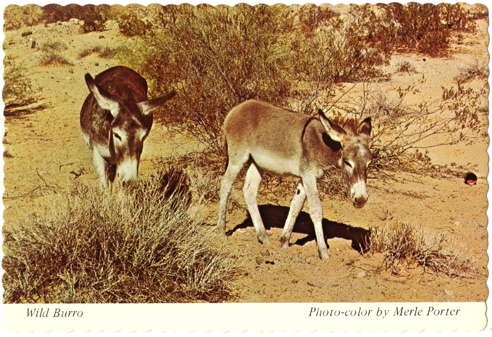 Postcard Wild Burro 4