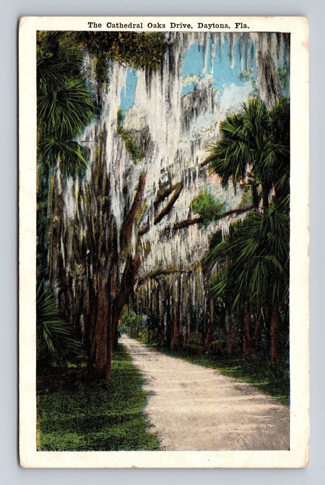 Daytona FL-Florida, The Cathedral Oaks Drive, Antique, Vintage Souvenir Postcard