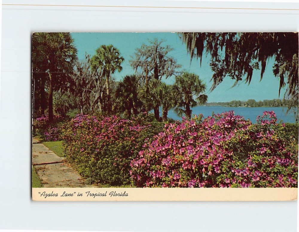 Postcard Azalea Lane in Tropical Florida USA