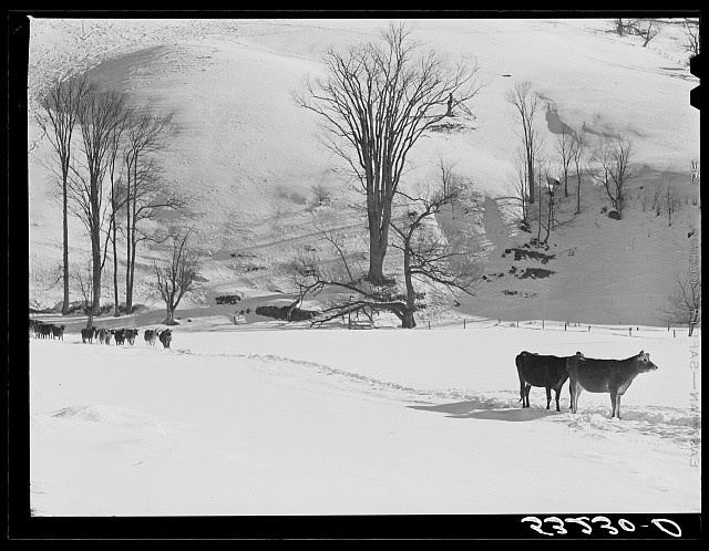 Photo:Woodstock Vermont 1940 Cows Farm Boy Collie Dog Winter Snow
