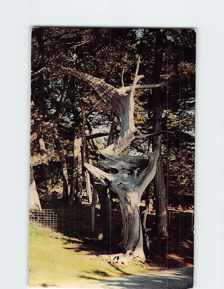 Postcard Ghost Tree 17 Mile Drive Monterey Peninsula California USA