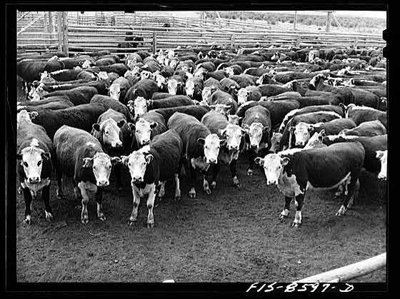 Montana. Cattle in corral, Untitled photo, Beaverhead County, : Big Hole Valley