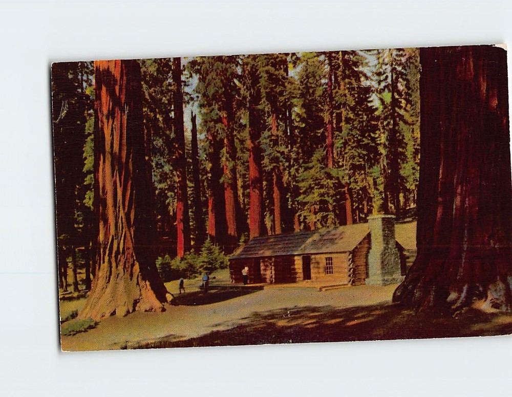 Postcard In The Mariposa Grove Of Big Trees Yosemite National Park CA USA