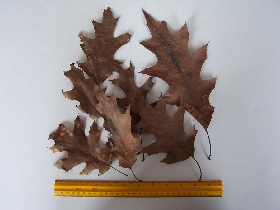 Giant Dried Oak and Maple Leaves Set of 8 Natural Fall Foliage