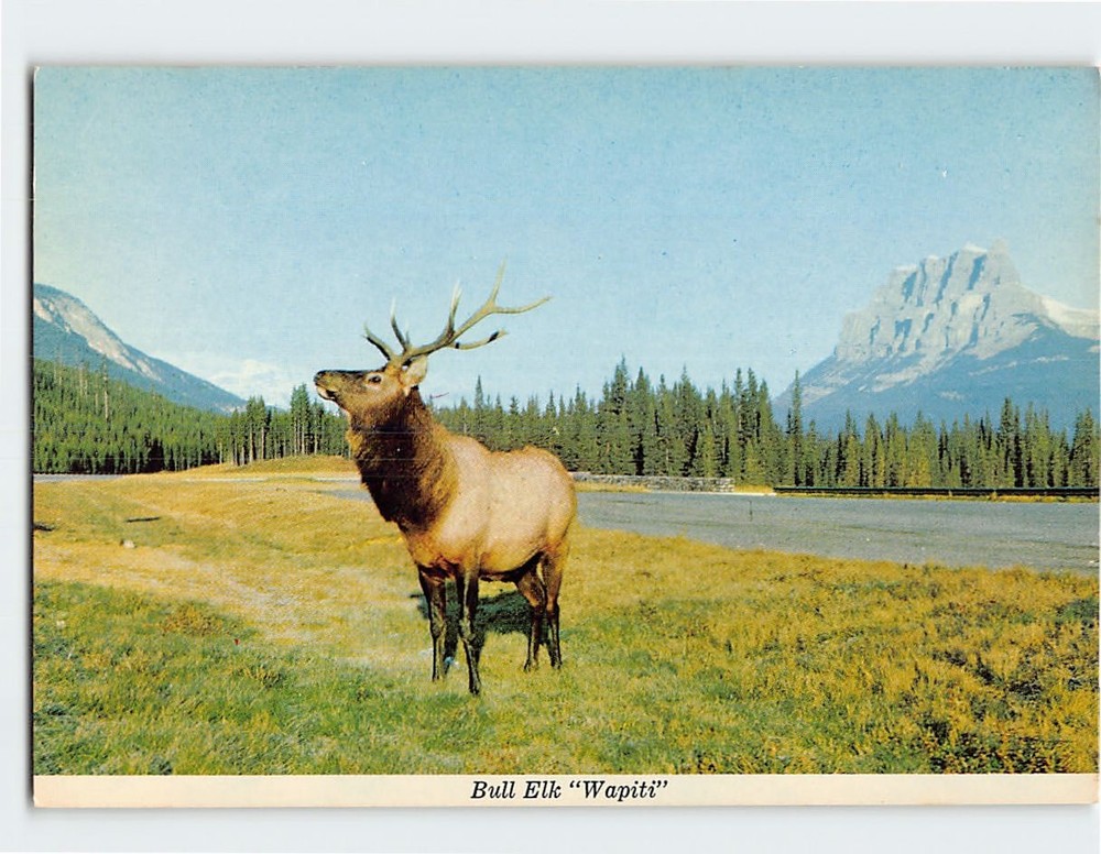 Postcard Bull Elk Wapiti Canada