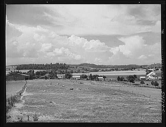 Photo:Rural Farm Landscape Cattle Pasture Rolling Hills 1900s
