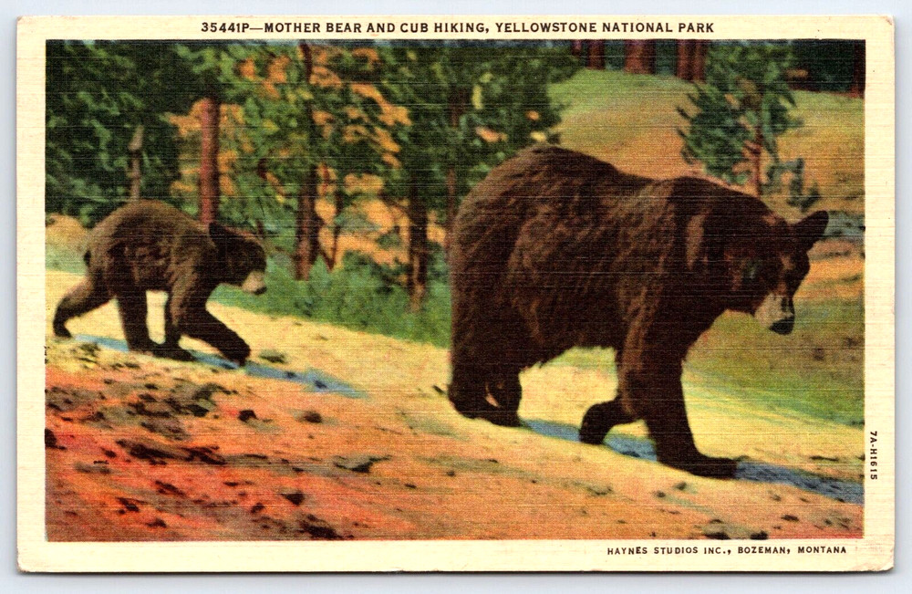 Vintage Postcard Yellowstone National Park Wyoming Mother Bear And Cub Hiking