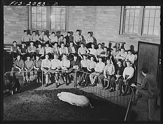 Ames Iowa USA 1900s Iowa State College Animal Husbandry Class Sheep Husbandry