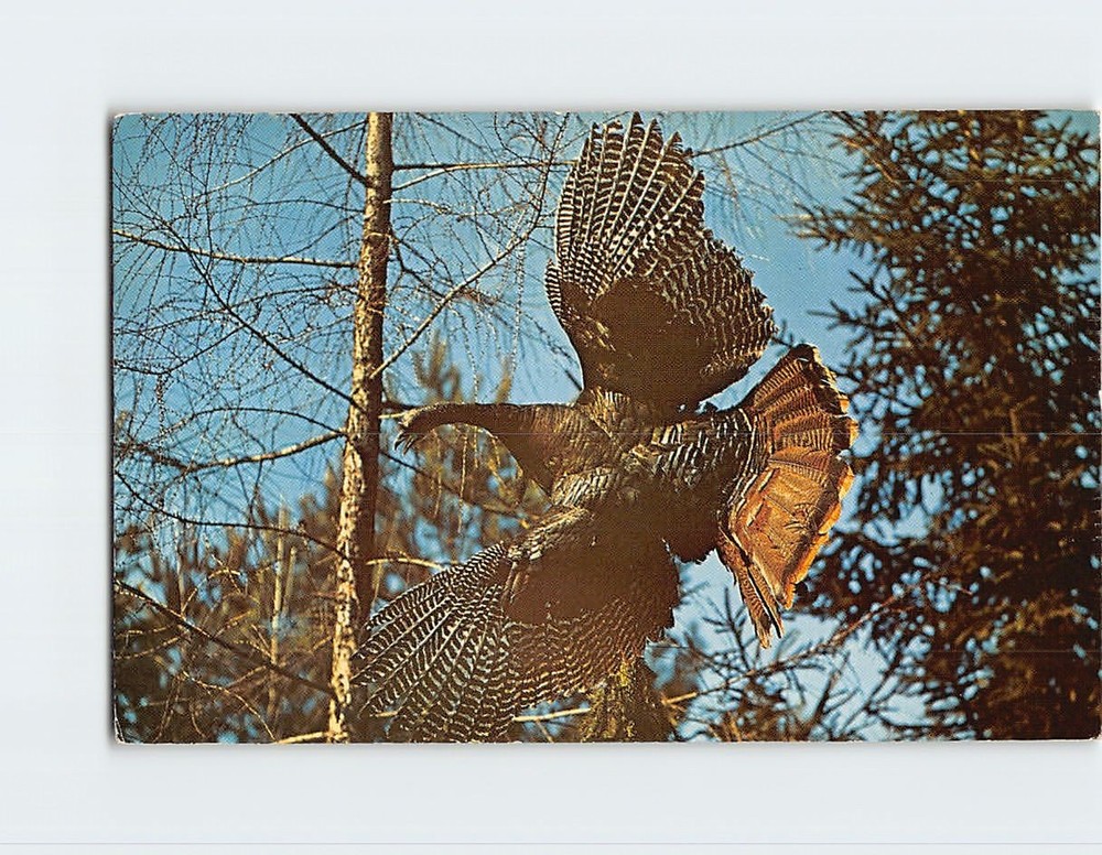 Postcard Wild Turkey Takes Flight