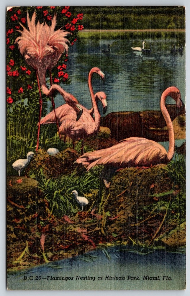 Miami Florida~Flamingos Nesting @ Hialeah Park~Postmarked~Vintage Linen Postcard