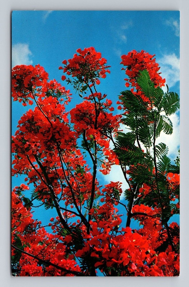 Royal Poinciana Tree In Full Bloom Vintage Postcard