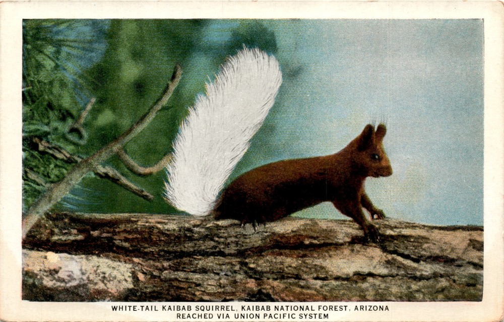WHITE-TAIL KAIBAB SQUIRREL, KAIBAB NATIONAL FOREST, ARIZ Postcard