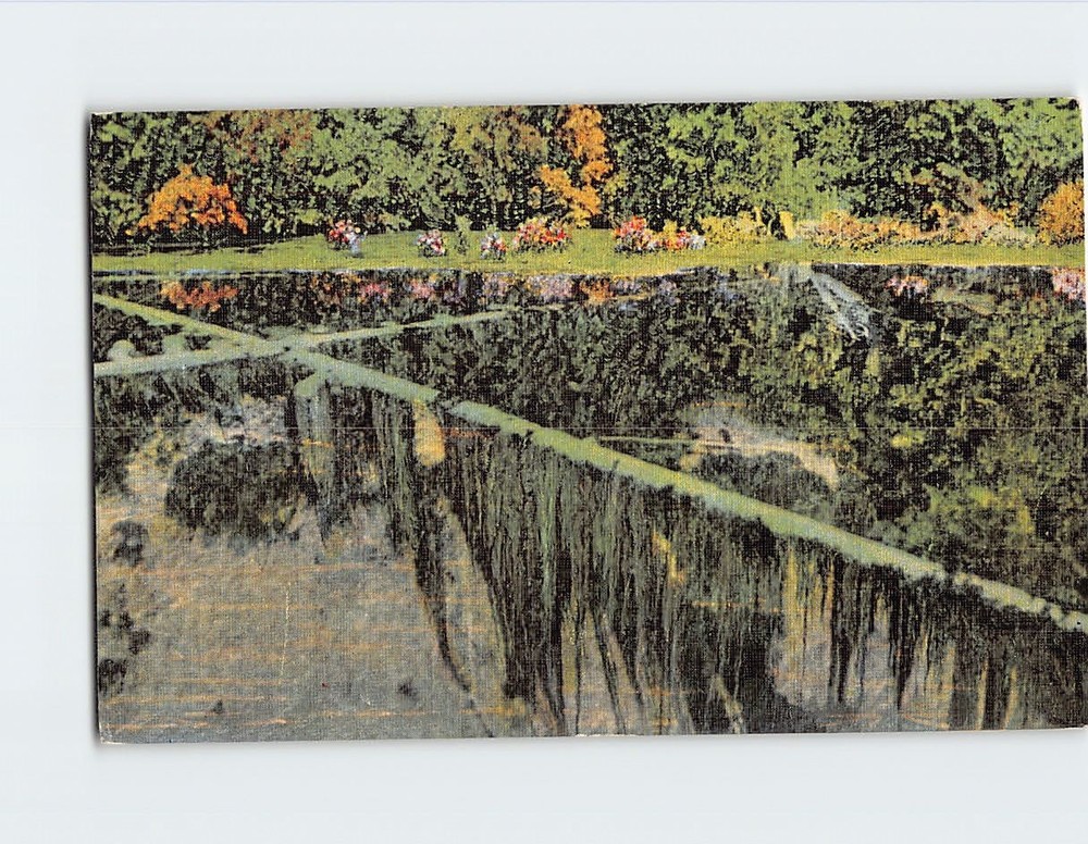 Postcard Moss Covered Tree Trunks Kitch Iti Ki Pi Spring Manistique Michigan USA