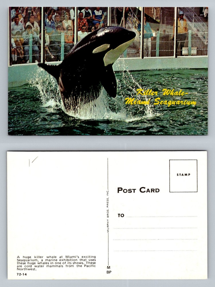 Miami, FL-Florida, Miami Seaquarium Killer Whale Show Vintage Postcard
