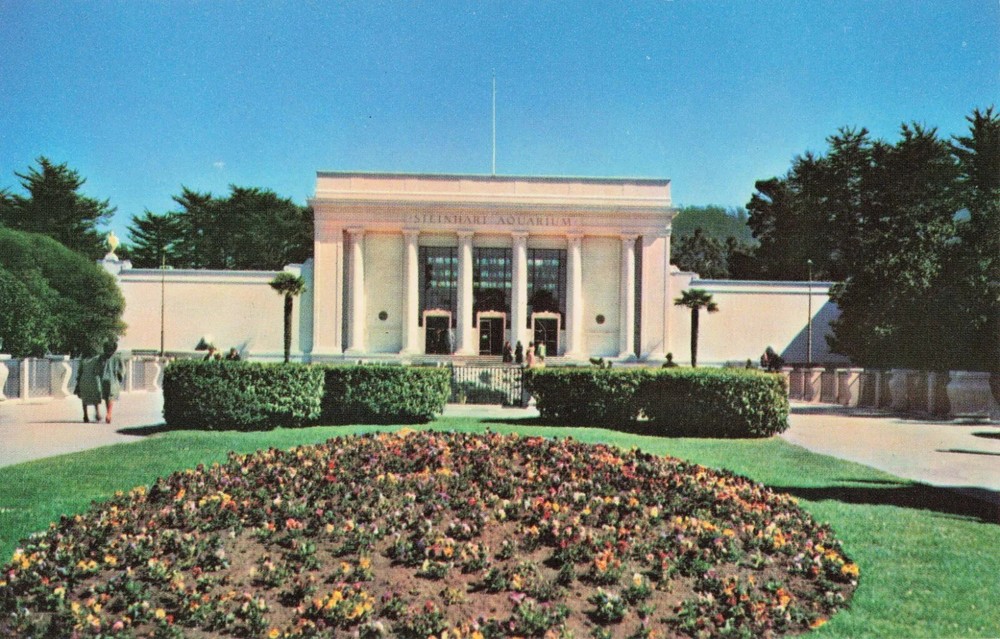 Steinhart Aquarium - California Academy of Sciences San Francisco CA - Postcard-image
