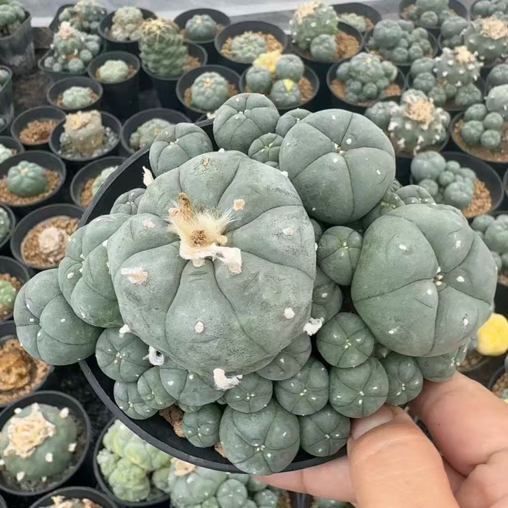 Succulent Cactus Plant homeGarden decoration beautiful CactusPlants 11-12CM