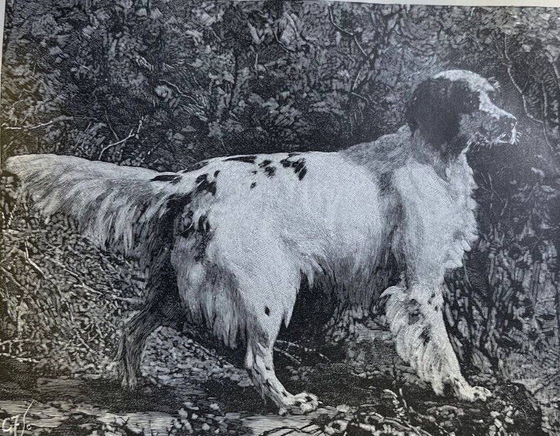1885 Setter Dogs American Setter Gordon Setter Irish Setter illustrated