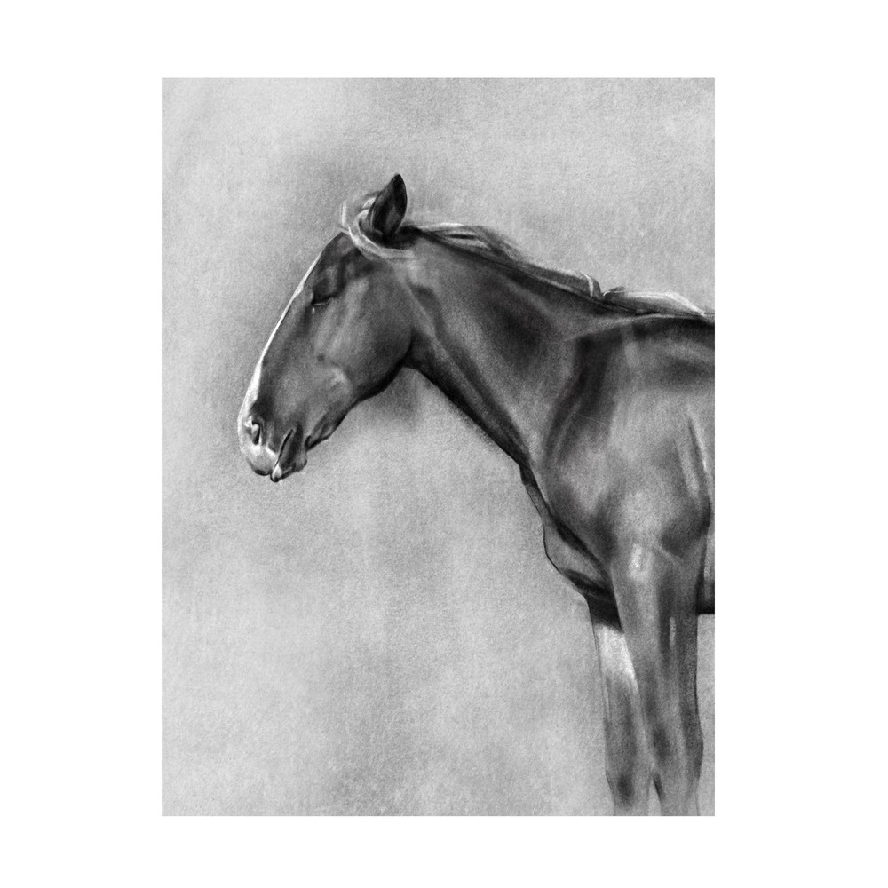 'Equine Portrait II' Canvas Art by Emma Caroline 18x24