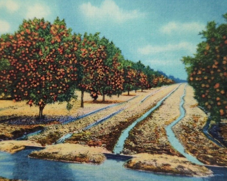 Irrigated Orchard Orange Grove California CA Vintage Linen Postcard Unposted