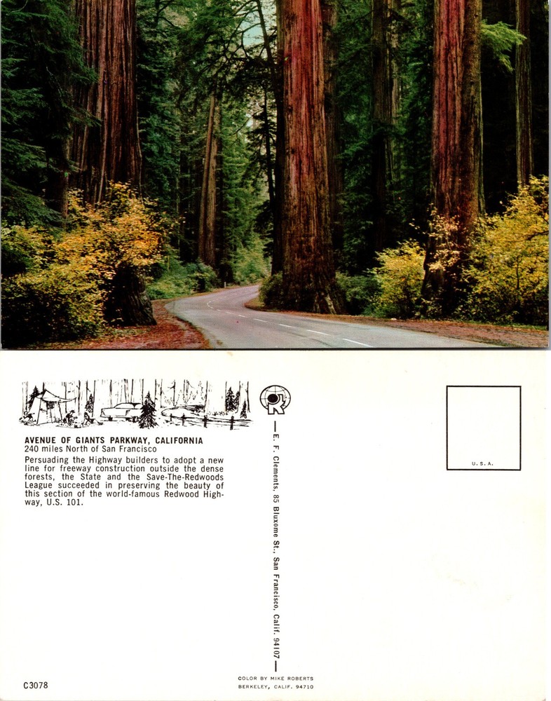 Avenue of Giants Parkway Redwood Highway California CA Postcard