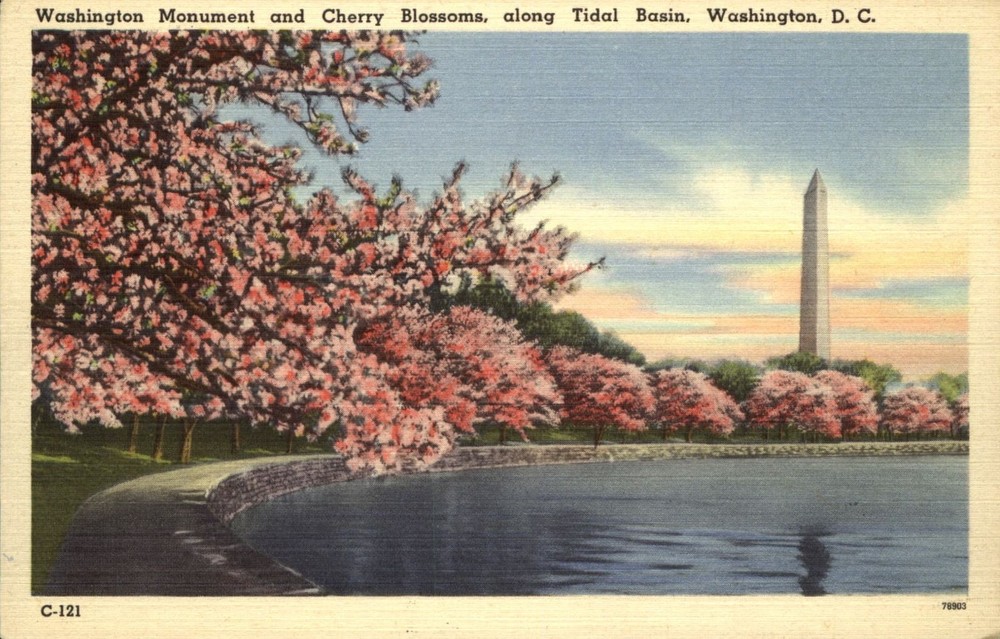 Washington Monument Tidal Basin cherry blossom Washington DC~1930s