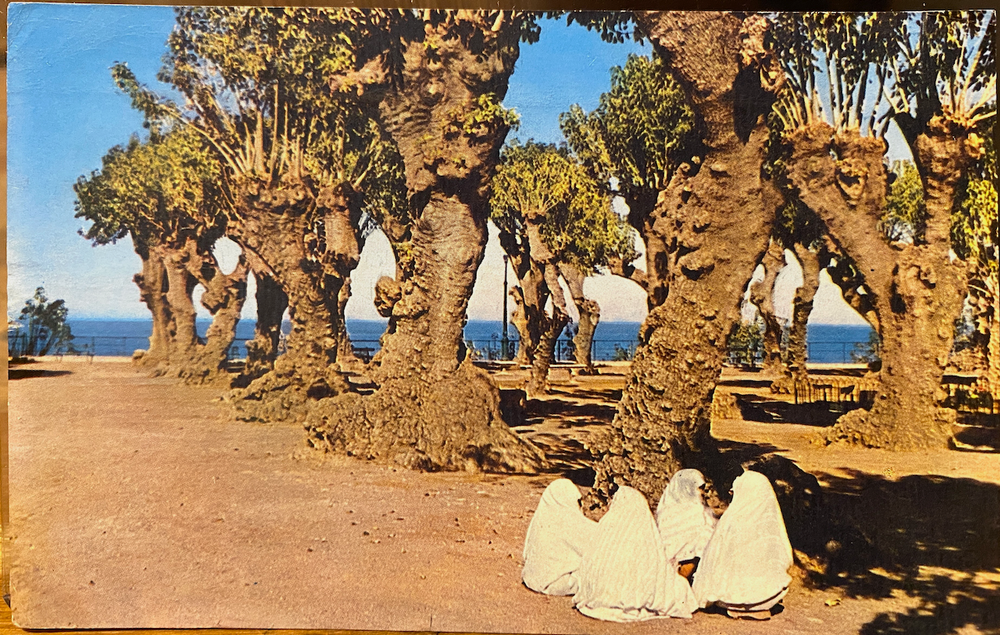 Vintage Chrome Postcard CHERCHELL Place Romaine Women in Burqas Algeria Alger