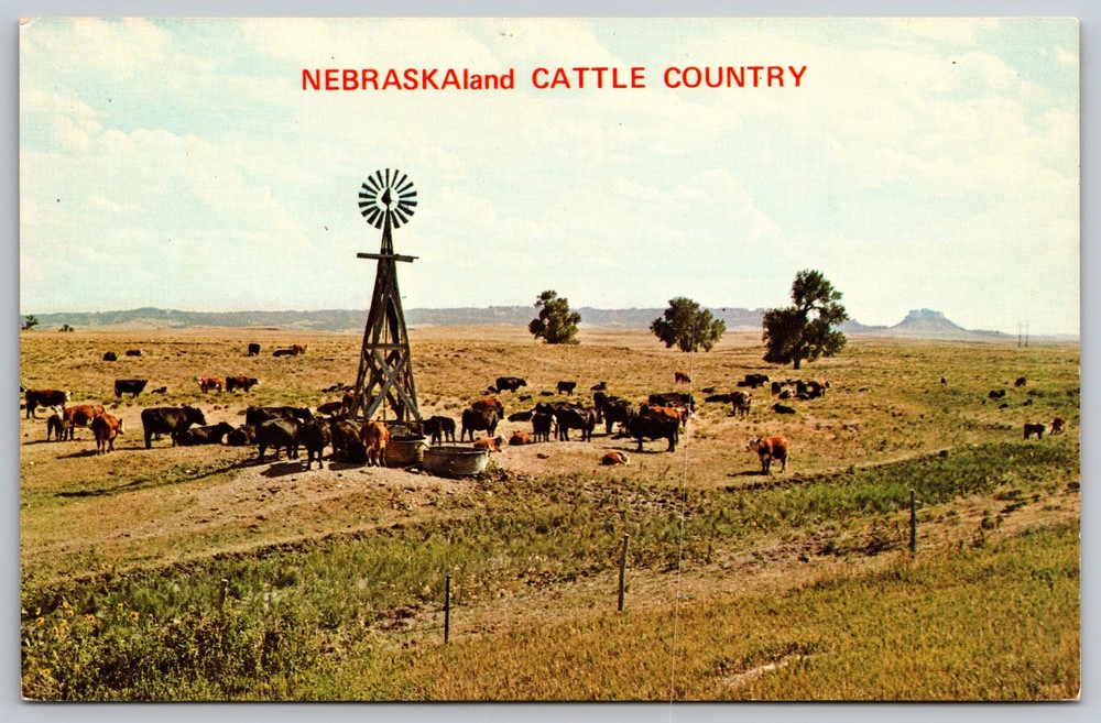 Nebraskaland Cattle Country Windmill Prairie Hereford Angus Vintage Postcard