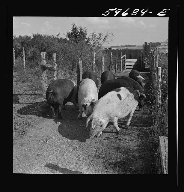 Photo:Lexington Nebraska Reed Farm Hogs 1941 Pigs Farm Animals