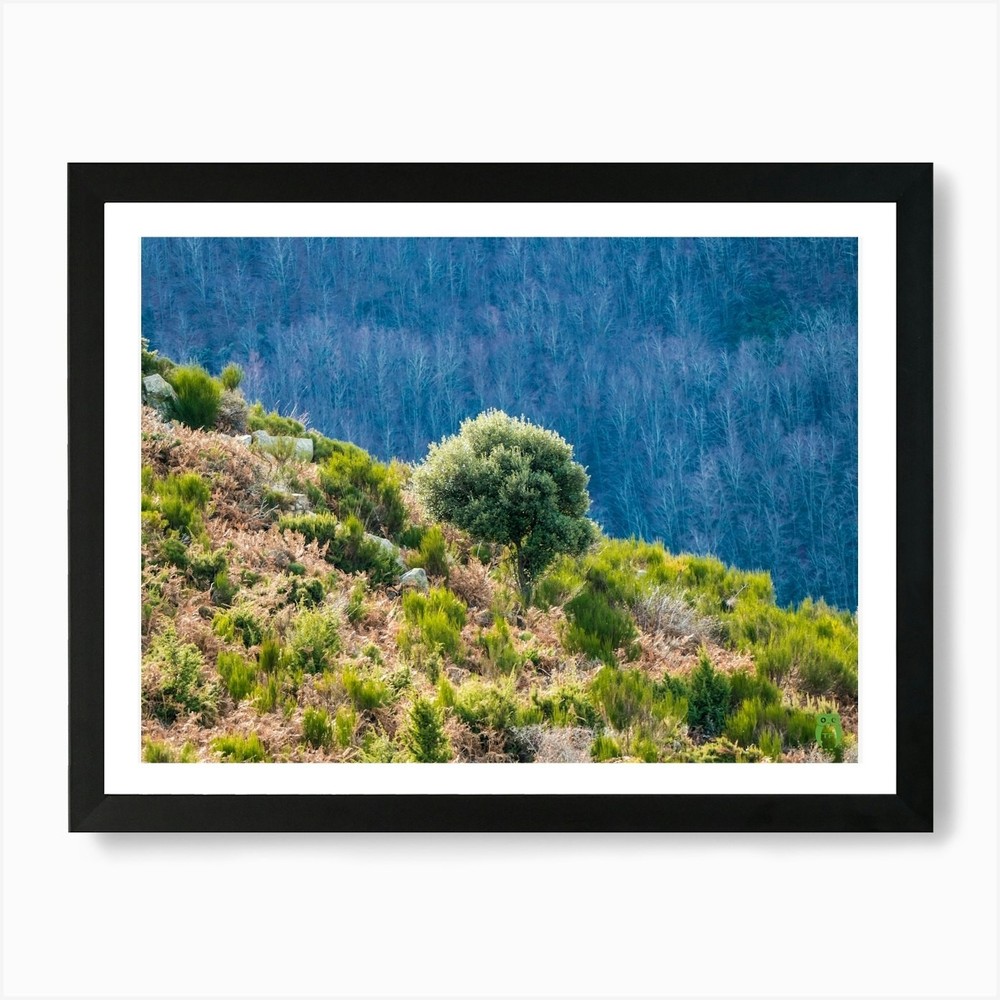 Olive Tree On A Hillside 20181223 3 Framed Wall Art Poster Canvas Print Picture