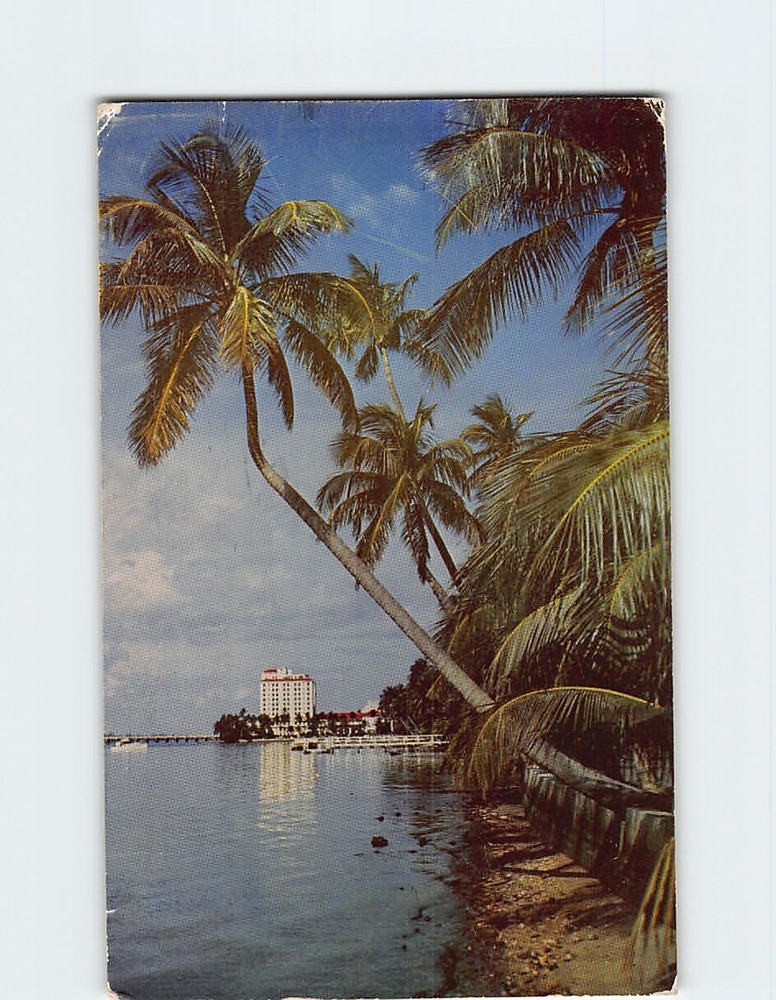 Postcard Tall coconut trees along the Lake Trail Palm Beach Florida USA