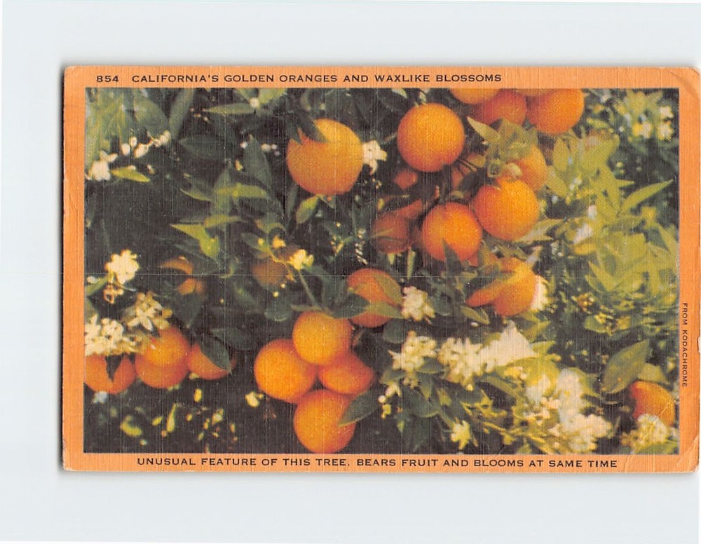 Postcard California's Golden Oranges and Wax-like Blossoms