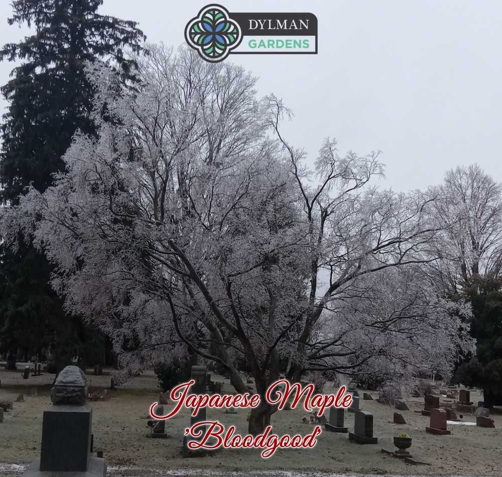 Dormant Japanese Maple Trees (Acer palmatum 'Bloodgood') Bonsai - Multiple Sizes-image