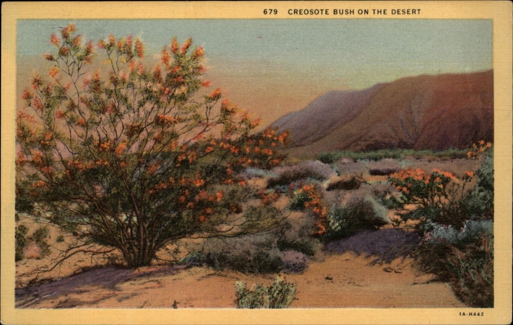 California desert Creosote Bush in bloom mountains unused vintage linen postcard