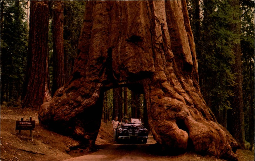California Yosemite National Park Wawona Tunnel Tree ~ 1950s-60s postcard sku577