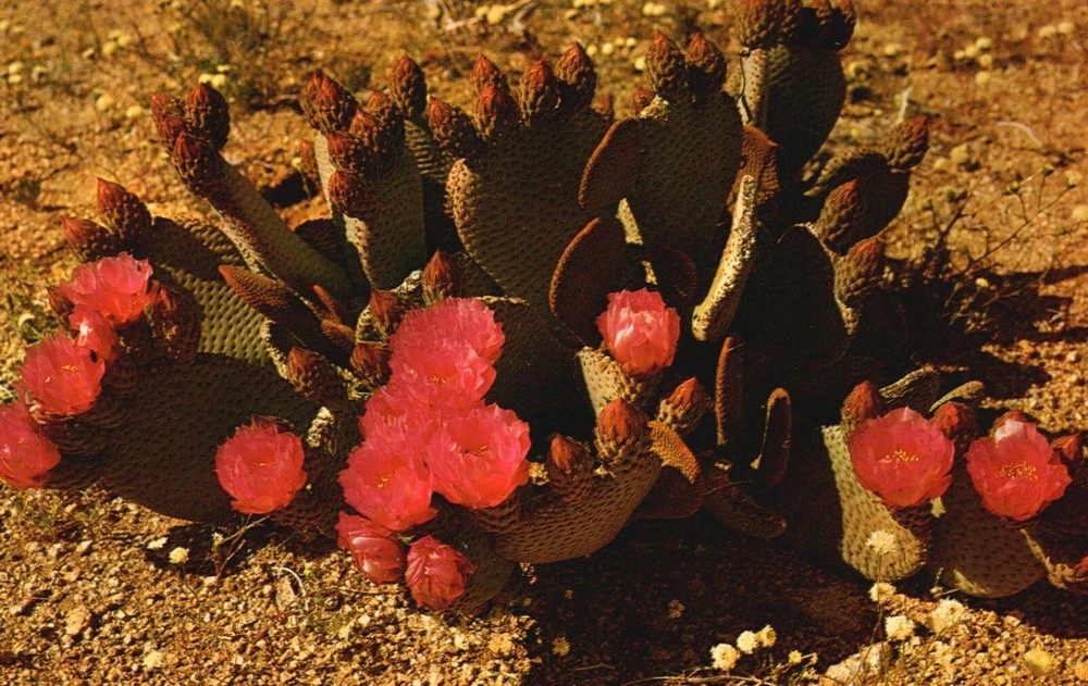 Vintage Chrome Postcard of Blooming California Beaver-Tail Cactus CA a7899